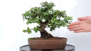 Vídeo 360º Bonsai Ciruelo dulce Chino Sageretia theezans SGT04 [upl. by Olli937]