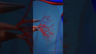 Anthracosis biology science anatomy doctor bscnursinggovernmentcollege atherosclerosis [upl. by Annoyt]