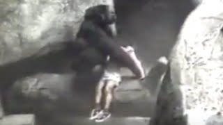 Gorilla Carries 3YearOld Boy to Safety in 1996 Incident [upl. by Lennon]