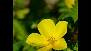 Video Le proprietà fitoterapiche del tribulus terrestris [upl. by Oliviero]