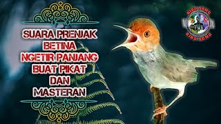 Suara prenjak betina gacor ngetir panjang buat pikat dan masteran [upl. by Chaiken835]