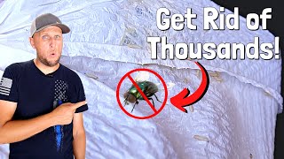 How to Easily Get Rid of The Flies and Maggots Around Your House [upl. by Melia197]