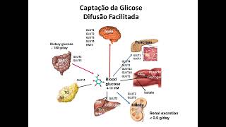 metabolismo dos carboidratos [upl. by Werdnael]