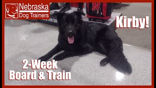 Kirby  10MO German Shepherd Dog  Nebraska Dog Trainers [upl. by Uis]