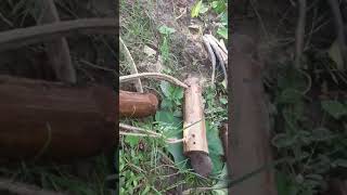 Bamboo rat trap [upl. by Celestyna]