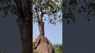 Elephant Shakes Down a Tree shorts [upl. by Ennayar]