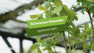 Schwarzer Holunder Tipps zur Pflanzung und Pflege [upl. by Bred]