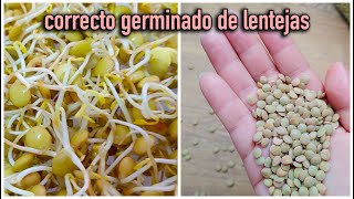 GERMINADO DE LENTEJAS SE COSECHA EN SOLO 7 DÍAS 😮 Día por día [upl. by Annavaig554]