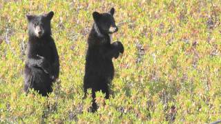 Rencontre avec lours noir du Québec [upl. by Tijnar672]