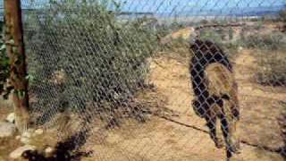 Male Barbary Lion being fed RAWR [upl. by Charil]