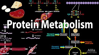 Protein Metabolism Overview Animation [upl. by Auhel]