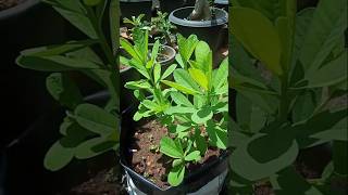 Crotalaria plant  kilukki plantbutterflyplantkilukkichedigardeningnatureshorts [upl. by Nyllaf]