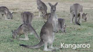 Platypus Kangaroo and Koala Facts [upl. by Karee799]