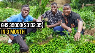 Scotch Bonnet Peppers Explained  How to Make GHS 35000 from Just an ACRE  pepper vegetables [upl. by Hairym]