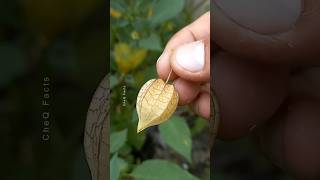 How to Grow Goldenberry Fruit at Home plants fruits farming shorts [upl. by Caldera]