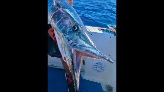 How to Catch WahooA Secret Wahoo Fishing Tip Revealed floridawahoofishingwahoofishfishingtip [upl. by Lobell]