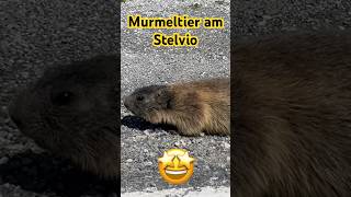 Murmeltier am Stelvio 🤩￼ [upl. by Benedict95]