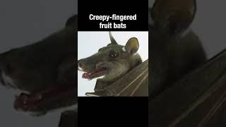 Creepyfingered fruit bats short [upl. by Sibel]