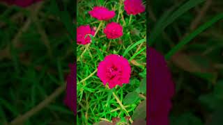 iPhone 11 Pro max color grading iphone cinematic shorts viralshorts [upl. by Ahsekram]