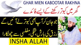 Ghar me Kabootar Rakhna  Kabootar Ghar me Aana  Hadees About Keeping Pigeons At Home [upl. by Brawley]