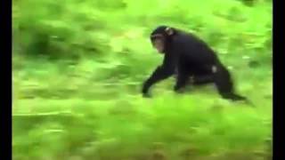 This Chimpanzee Has A Great Sense Of Humor 😂 [upl. by Oniluap]