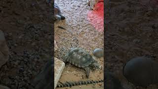 Tortoises Lets slow down tortoise slowdown enjoylife love2 [upl. by Klusek]