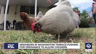 Neighbors in Washington Terrace pushing for ordinance to allow chickens [upl. by Pierro50]