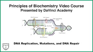 DNA Replication Mutations and DNA Repair Molecular Biology 2 of 11 [upl. by Aital]