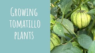 Growing tomatillo plants [upl. by Peace]