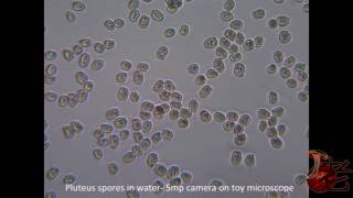 Pluteus Spores in Water [upl. by Belding]