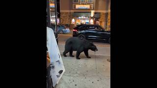 Meanwhile in Gatlinburg Tennessee gatlinburg gatlinburgtn gatlinburgtennessee bear blackbear [upl. by Melisandra822]