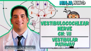 Neurology  Vestibulocochlear Nerve  Cranial Nerve VIII Vestibular Pathway [upl. by Schoenburg784]