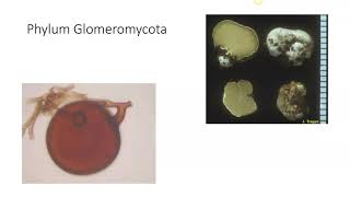 Glomeromycota [upl. by Mello]