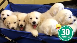 30 Minutes of the Worlds CUTEST Puppies 🐶💕 [upl. by Erdnoed]