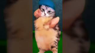 Dancing cat meme catmeme mistershadows jump scare warning [upl. by Demah]