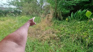 Mowing The Most SHOCKING OVERGROWN Lawn From HELL [upl. by Truc]