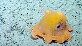 Shy Octopus Hides Inside Its Own Tentacles  Nautilus Live [upl. by Anires757]