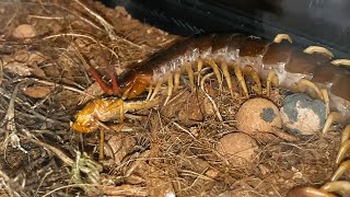 Scolopendra subspinipes giant centipede killing and devouring a grasshopper [upl. by Oedama]