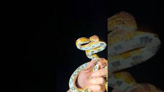 Looking for a 20 foot python alligatorsnakeanimalviralwildlifecrocodileyoutubeshortspython [upl. by Molton983]