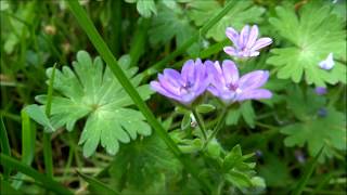 Bill Wallis Geranium pyrenaicum  20140426 [upl. by Yhtir]