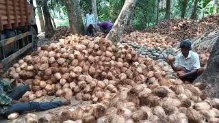 9130512795 semi husked coconut wholesale supplier [upl. by Helbonna]