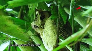 นกเค้ากู่Collared scops owlหลังห้องน้ำสวนรถไฟ สวนรถไฟ นกเค้ากู่ สวนวชิรเบญจทัศ Collaredscopsowl [upl. by Enrobso]