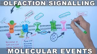 Olfaction Signalling  Molecular Events of Olfaction Signalling [upl. by Refeinnej99]