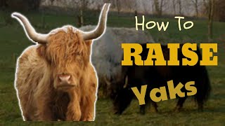 How To Raise Yaks [upl. by Goeger]