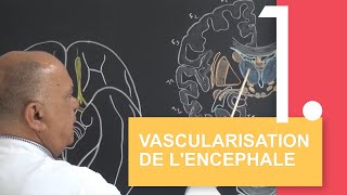 Vascularisation de lencéphale  cours et applications [upl. by Cornelie]