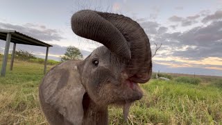 Playtime with Baby Elephant Phabeni and A Glimpse of Tusks [upl. by Carroll]