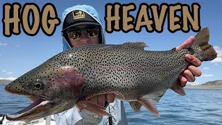 BEST NETS  Fly Fishing Spinney Mountain for BIG TROUT using Fishpond Nets [upl. by Aihcats]