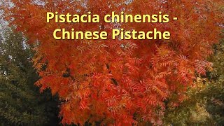 Pistacia chinensis Growing Guide by GardenersHQ [upl. by Eitsirhc921]