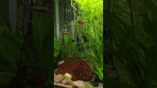 I finally got my nerite snails to eat something cucumber [upl. by Idid510]