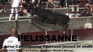 PELISSANNECourse Camarguaise07052022Avenir [upl. by Talanian722]